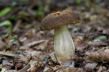 Fototapeta premium Edible mushroom Leccinum pseudoscabrum in in a deciduous forest. Known as Hazel Bolete. Wild edible mushroom with brown cup, growing in the leaves.