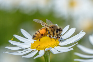 bienen