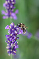 Close-up of a honey bee on a blooming lavender