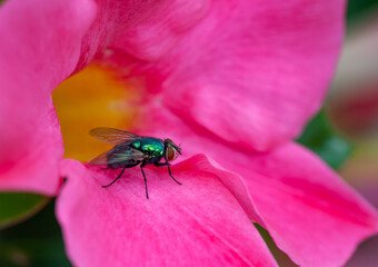 Close-up of a gold fly/blowfly (calliphoridae) on red and pink petals of a dipladenia blossom (mandevilla)