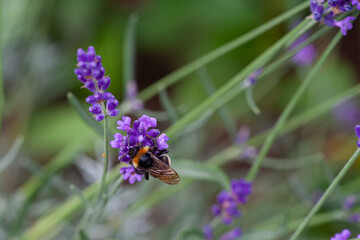 Close-up of a bumblebee on a blooming lavender