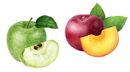 Green apple plum watercolor illustration isolated on white background