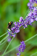 Close-up of a bumblebee on a blooming lavender