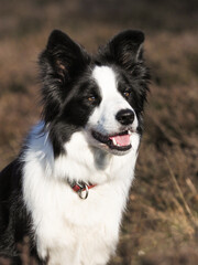Black and White Collie