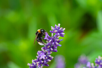 Close-up of a bumblebee on a blooming lavender