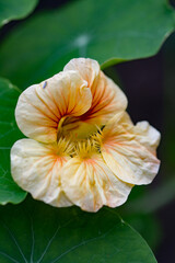 close-up of the orange blossom of a nasturtium