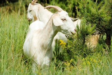 Obraz premium Goat goat goat goat autumn nature summer eat grass eat