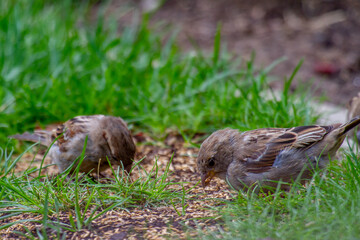 close-up of two sparrows sitting on the ground with grass and feeding seeds