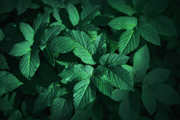 In the dark forest grow thickets grass with lush green leaves, illuminated by a ray of sunlight.