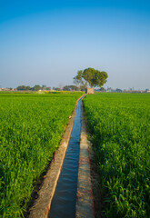 Fototapeta na wymiar Field of young wheat, Agricultural irrigation system watering a green wheat field in India.