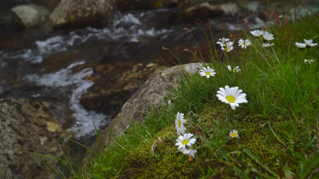 mountain daises on a little river