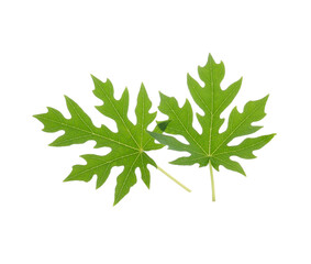 Papaya leaves on white background. This has clipping path.