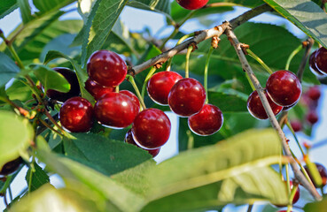 Ripe cherry on a branch of a cherry tree in the rays of the evening sun
