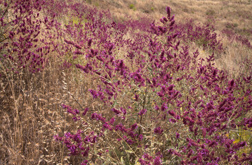 Flora of Gran Canaria - Salvia canariensis, Canary Island sage natural macro floral background