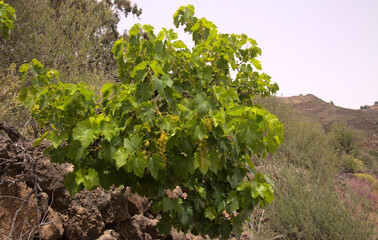 Fototapeta na wymiar vine plant, Vitis vinifera, isolated on white