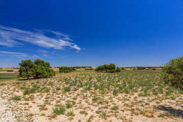 Fototapeta na wymiar Windy landscape with hills or quartz sand with dry grass and scattered trees and shrubs, green Medicago and blue sky with veil clouds