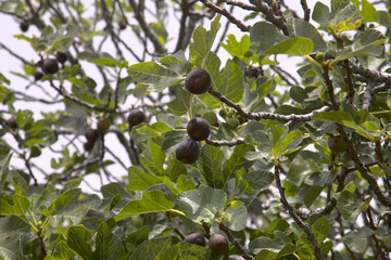 Agriculture of Gran Canaria - fig tree branches full of ripe and ripening fruit