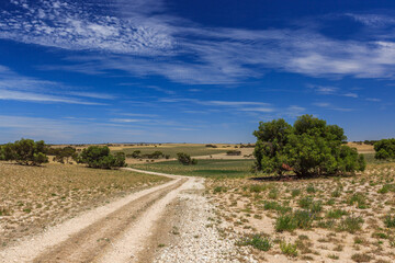 Fototapeta na wymiar Landscape with perspective of disappearing dirt road over hills, dry grass and clover green Medicago with scattered trees and shrubs