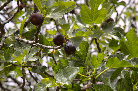 Agriculture of Gran Canaria - fig tree branches full of ripe and ripening fruit