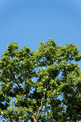 Fototapeta na wymiar Closeup of an oak tree with green leaves in summer, on a clear blue sky with copy space