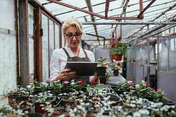 Fototapeta premium woman working in greenhouse flowers nursery