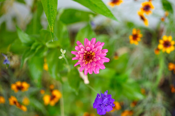 colorful wild flowers summer background.
