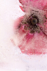 Fototapeta premium Field poppy flower frozen within a block of ice