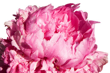 Fototapeta premium Terry pink peon in water droplets on a white background close up
