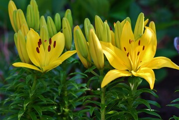 
  Yellow Lily flower in the garden, ornamental flowerbed. Photo in the natural environment.Lilium
