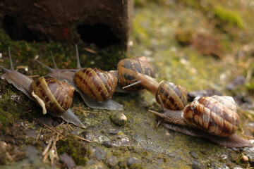 Queued snails shot immediately after the rain.