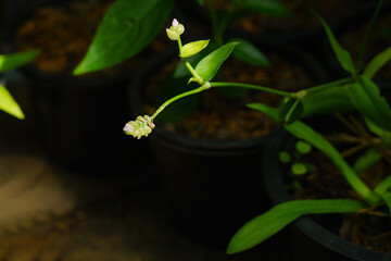 Flowers of angel grass ( Murdannia loriformis ) planted in a black plastic pot