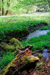 Widok na potok leśny