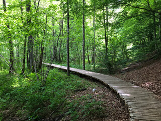 Forest Wooden Walkway