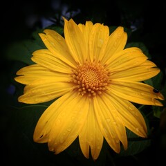 yellow gerber daisy
