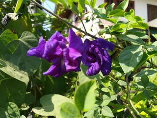 purple flower in the garden