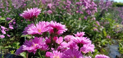 field of purple flowers