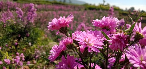 Obraz premium field of lavender flowers