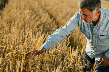 Naklejka na ściany i meble farmer examining wheat on wheat field