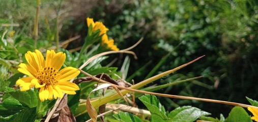 yellow flower in the grass