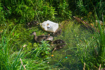 duck and ducklings looking for food .in the river polluted with plastic
