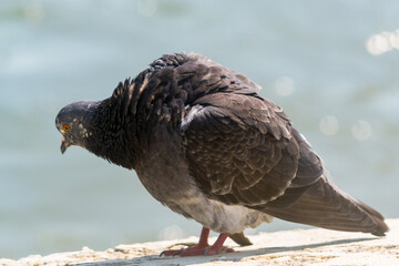 Pigeon stands on the concrete pole in the water sea