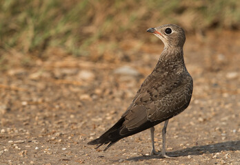 Collard Pratincole looking on the other side, Bahrain