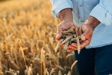 close up of hand holding wheat on wheat field