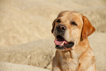 big dog fawn labrador retriever sits in desert on yellow sand on sunny day, close up