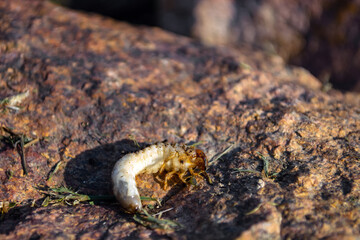 huge larva of the may bug on a stone