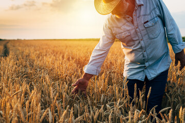 farmer standing in wheat field , sunset