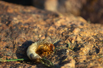 huge larva of the may bug on a stone