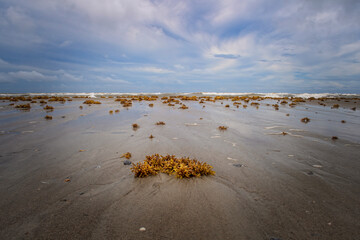 Wide angle of beach with seaweed and waves crashing in the distance and  beautiful clouds in the sky