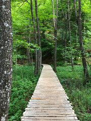 Forest Wooden Walkway