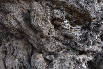 Lace of the bark and roots of a thousand-year-old olive tree